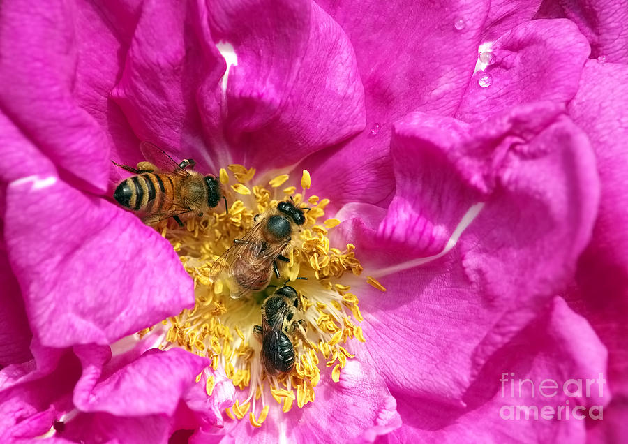 Honeybees on Pink Rose Photograph by Sharon Talson