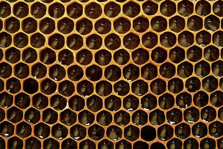Insects Photograph - Honeycomb And Honey by Mauro Fermariello