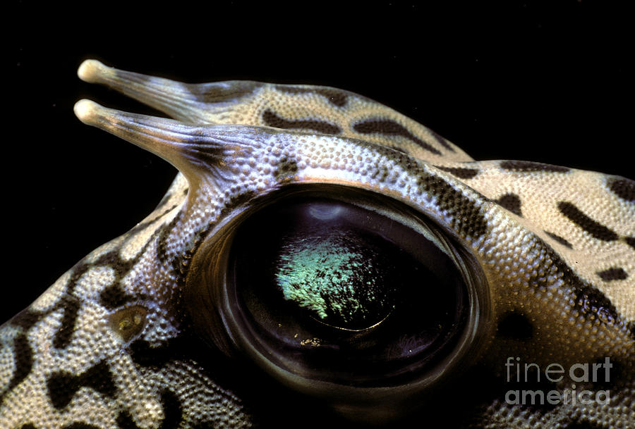 Honeycomb Cowfish Photograph by Jeff Rotman