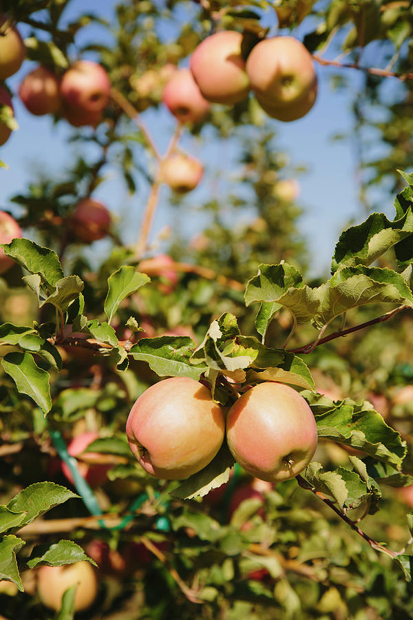 Honeycrisp Apples Growing On Tree by Mint Images Paul Edmondson
