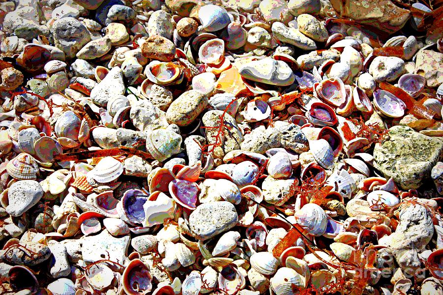 Honeymoon Island Shells - Digital Art Photograph by Carol Groenen