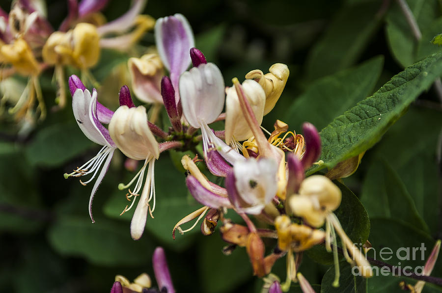 Nature Photograph - Honeysuckle 2 by Steve Purnell