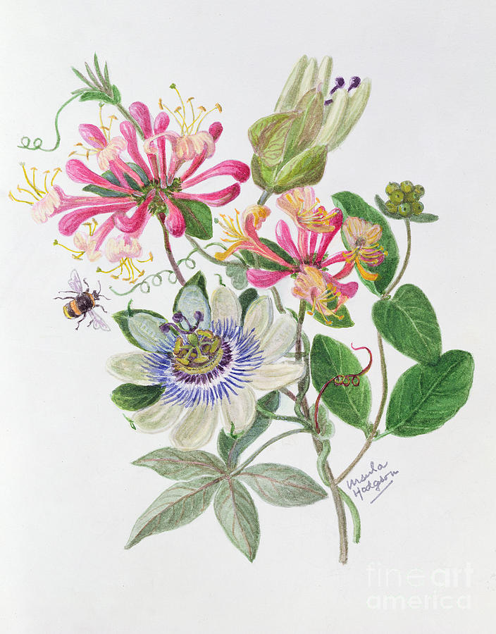 Flower Painting - Honeysuckle and Passion flower  by Ursula Hodgson