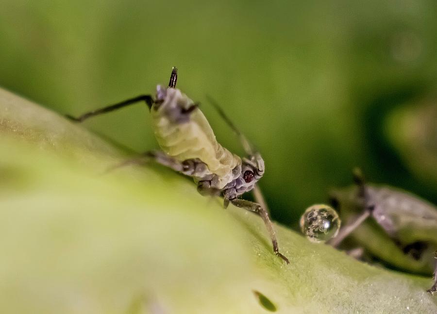 Honeysuckle Aphids Photograph by Gerd Guenther | Fine Art America