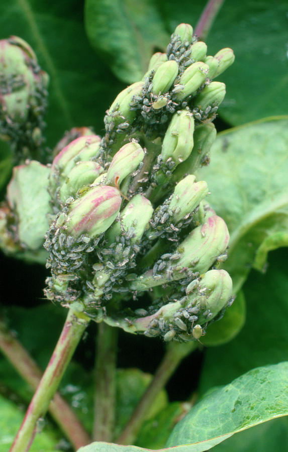 Honeysuckle Aphids Infesting A Honeysuckle Flower Photograph by Dr