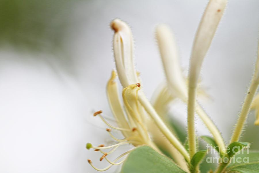 Flowers Still Life Photograph - Honeysuckle by Audreen Gieger