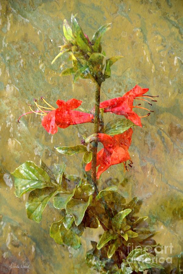 Honeysuckle- classical Photograph by Darla Wood