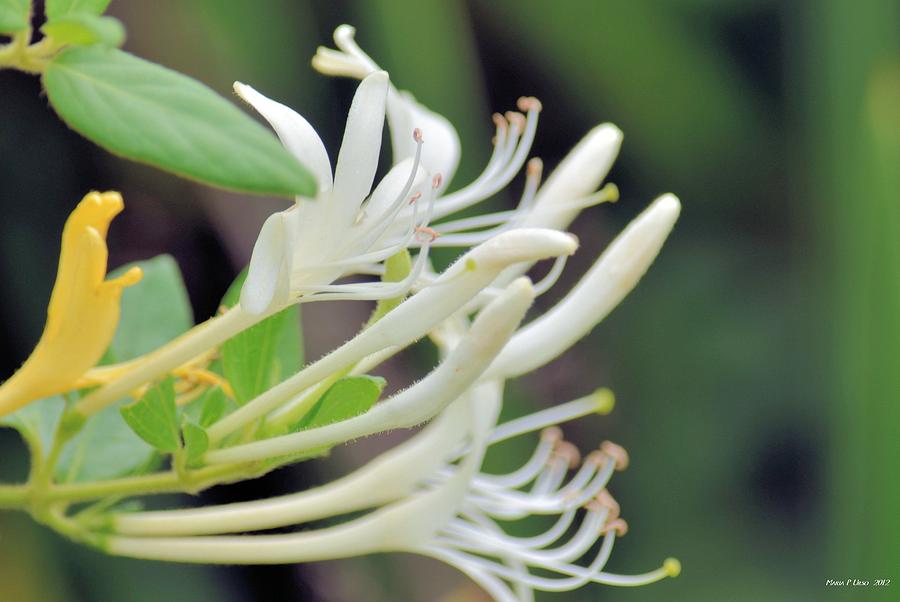 Nature Photograph - Honeysuckle Fingers by Maria Urso