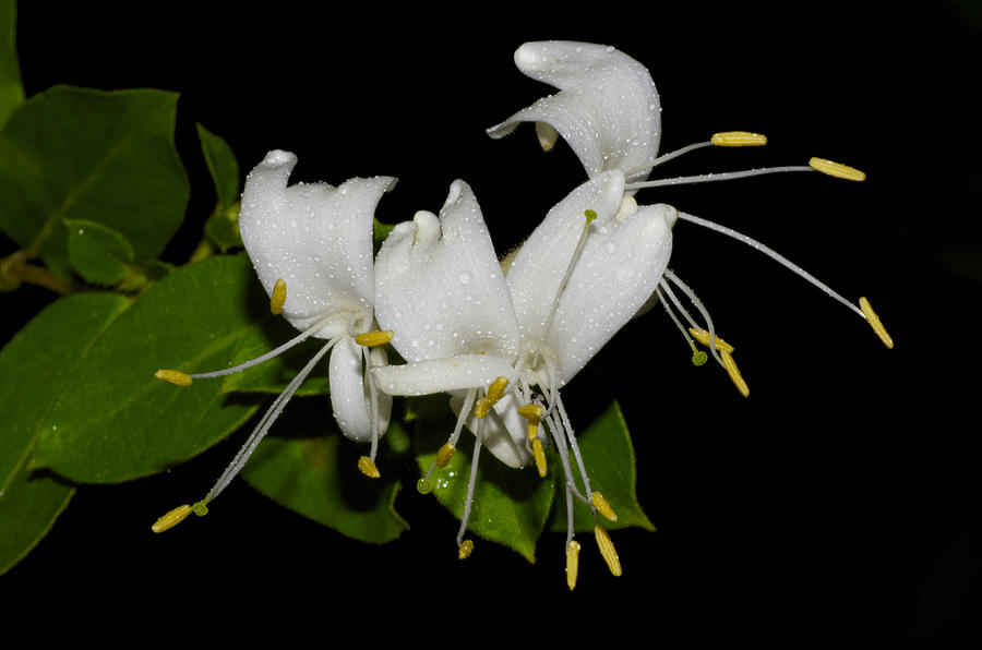 Honeysuckle Flowers by Greg Vizzi Honeysuckle Flowers by Greg Vizzi