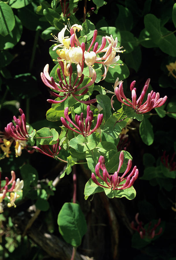 Honeysuckle Flowers (lonicera X Italica) by Tony Wood/science Photo Library