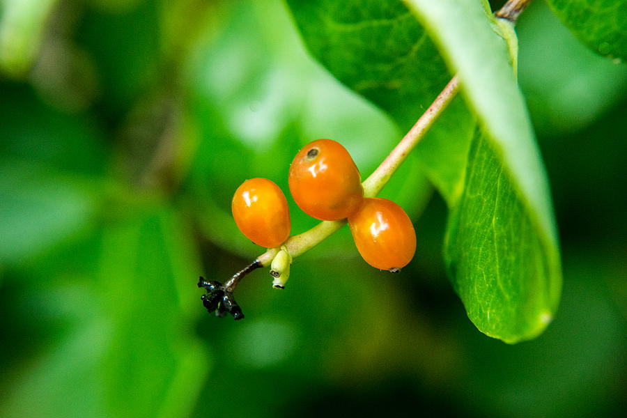 Fruit Photograph - Honeysuckle Fruit by Douglas Barnett