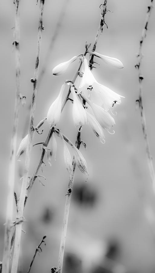 Honeysuckle in Black and White Photograph by Tracy Winter
