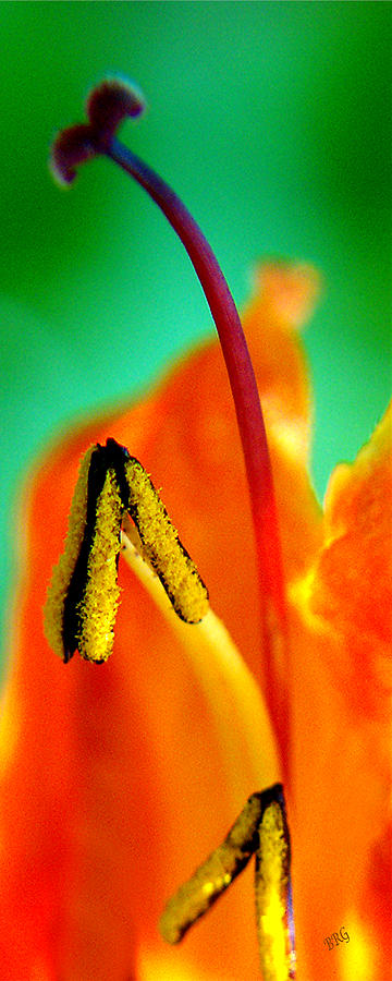 Honeysuckle Spectacular Photograph by Ben and Raisa Gertsberg