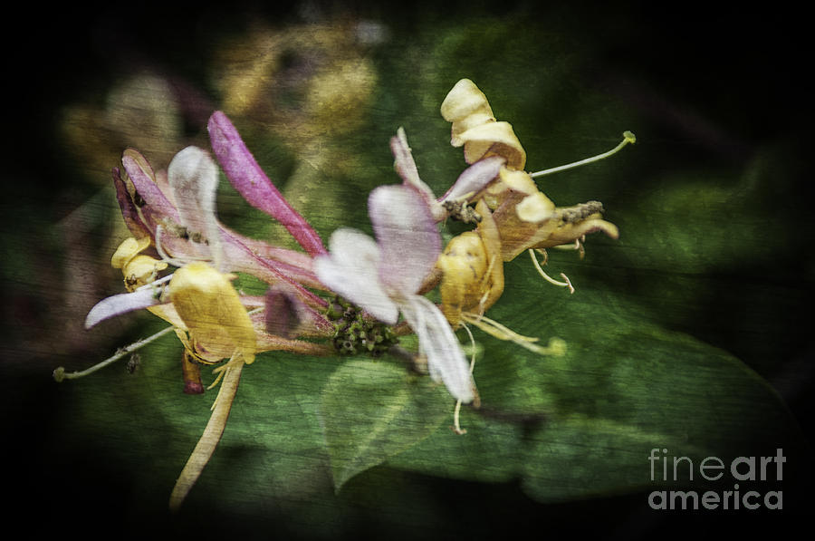 Nature Photograph - Honeysuckle Texture 1 by Steve Purnell