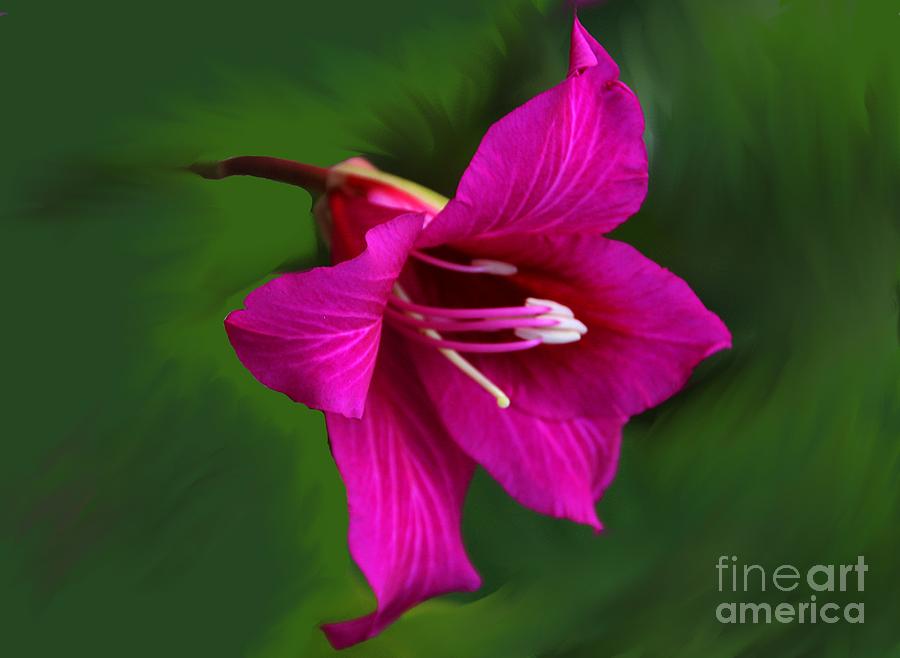 Hong Kong Orchid Photograph by Elizabeth Winter