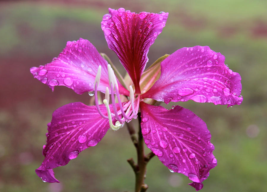 Hong Kong Orchid Tree Flower Photograph by Venetia Featherstone-Witty