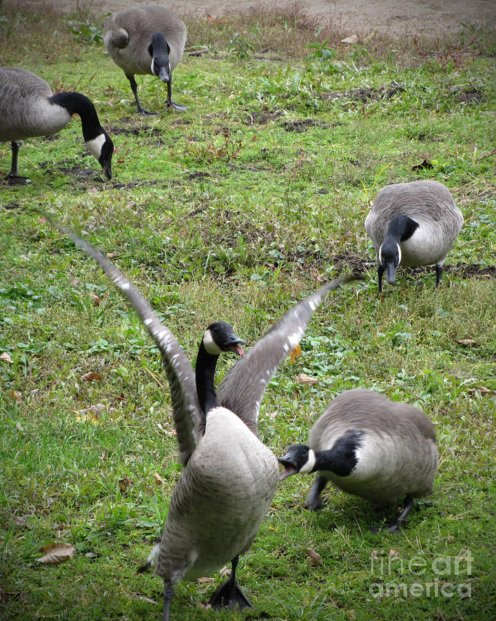 Honk Honk Go Goose Go Photograph by Minding My Visions by Adri and Ray