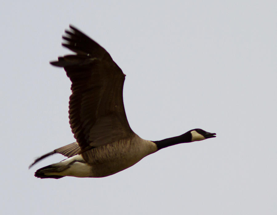 Honker Canada Goose Photograph by Brian Williamson | Fine Art America