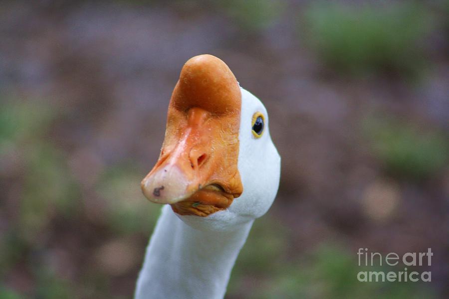 Duck Photograph - Honker by Chuck Hicks