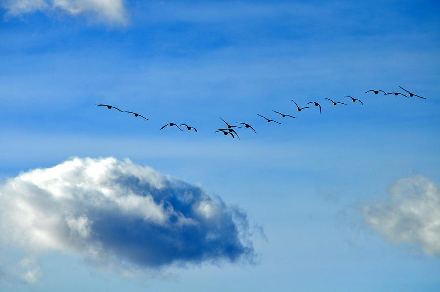 Honkers and the Sky Photograph by Lisa Holland-Gillem