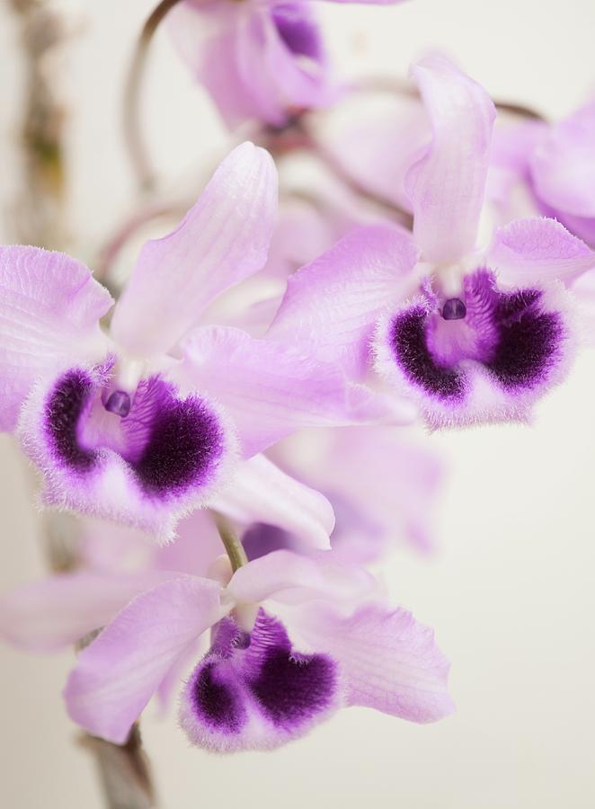 Honohono Orchid (dendrobium Superbum) In Flower Photograph by Maria