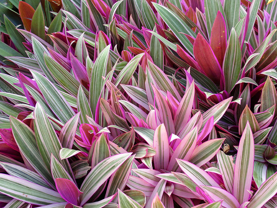 Honolulu Rhoeo Spathacea Photograph by Robert Meyers-Lussier