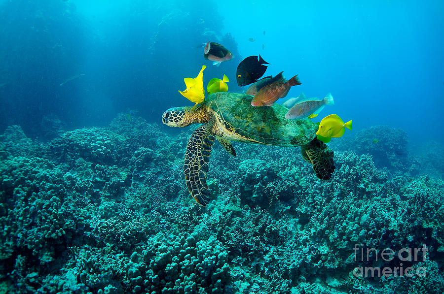 Turtle Photograph - Honu Cleaning Station by Aaron Whittemore