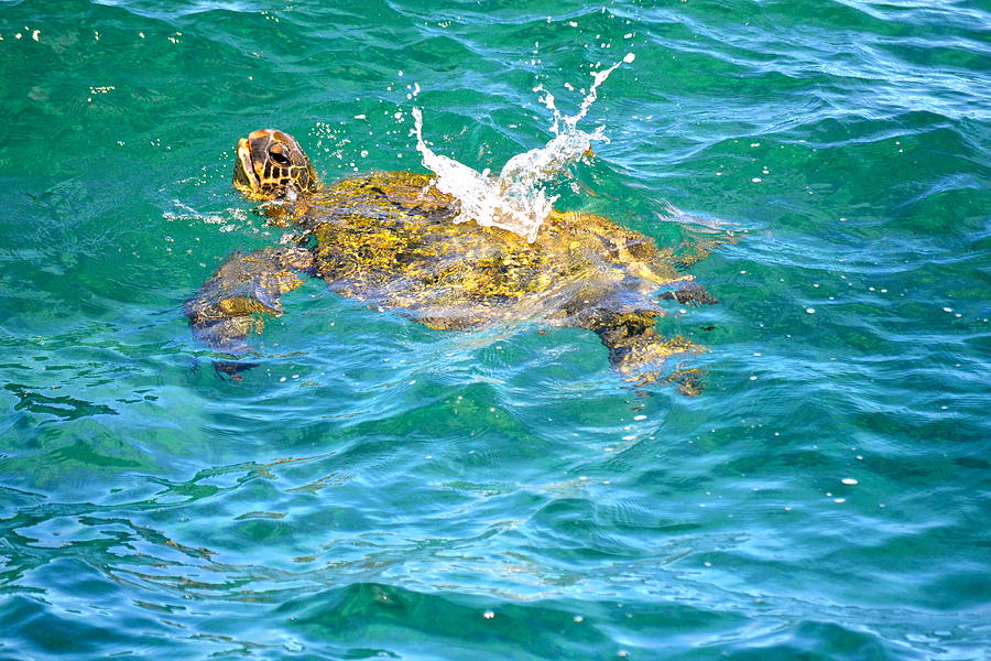 Honu Hawaiian green sea turtle Photograph by Lehua Pekelo-Stearns