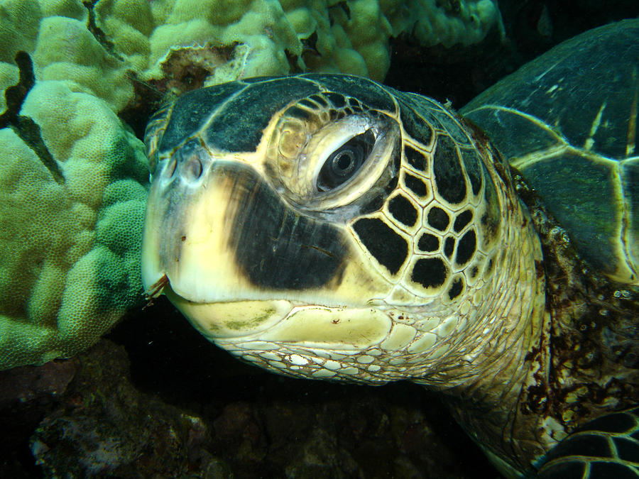 Turtle Photograph - Honu  by Mike Neal