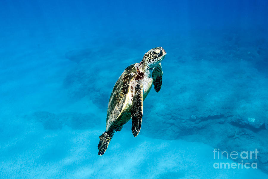 Honu On Maui Photograph By Love And Water Photography