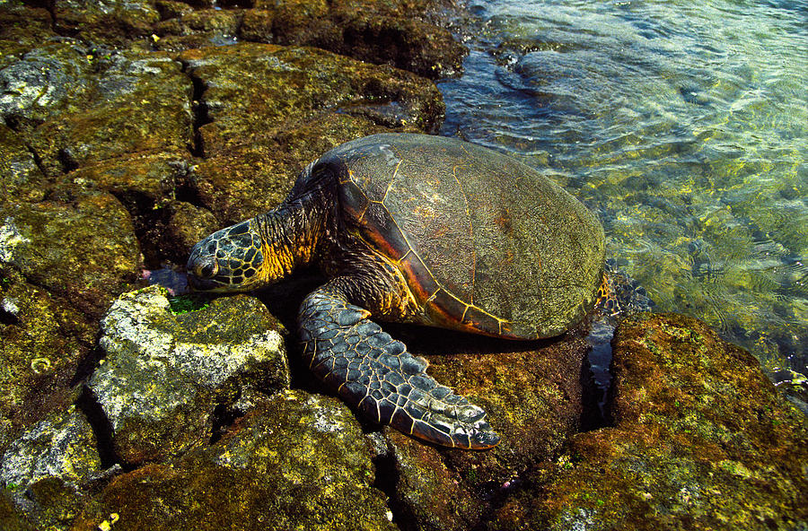 Honu Photograph by Randy Sylvia - Fine Art America