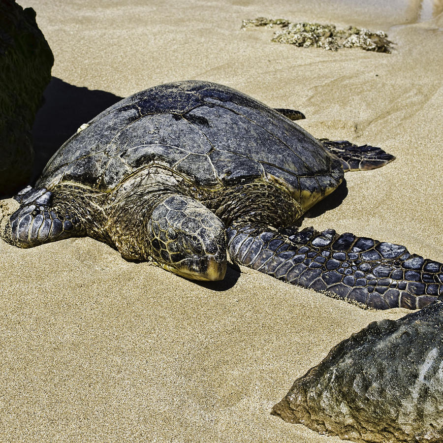 Beach Photograph - Honu by Rod Sterling