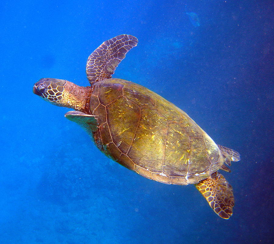 Honu sashay Photograph by Neil Chirico - Fine Art America