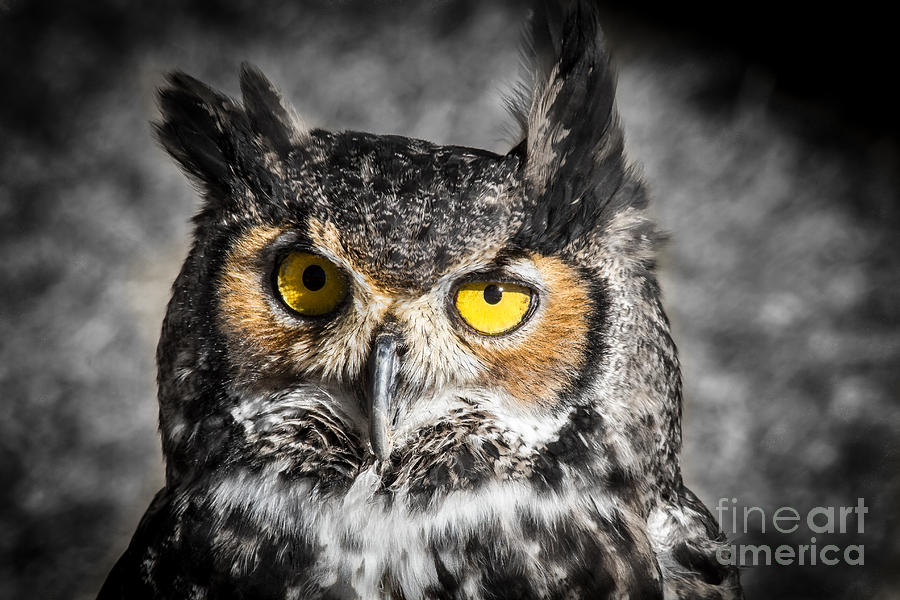 Owl Photograph - Hoo Are You Looking At by Mitch Shindelbower