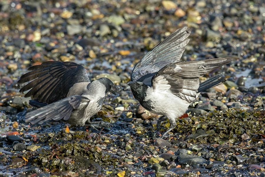 Bird Photograph - Hooded Crows Fighting by Simon Booth