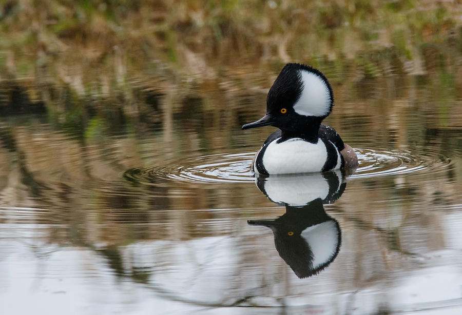 Hooded Merganser  Photograph by Angie Vogel