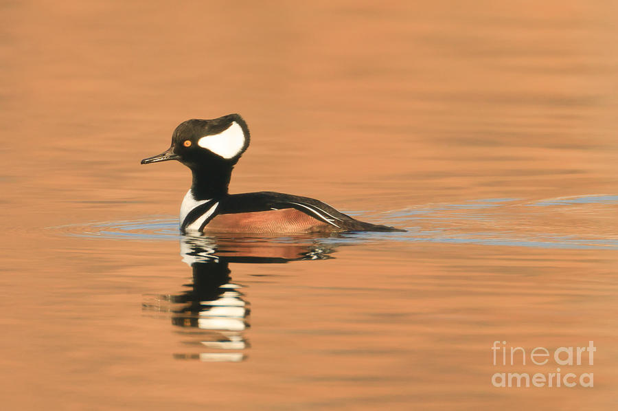 Hooded Merganser Photograph by Clarence Holmes