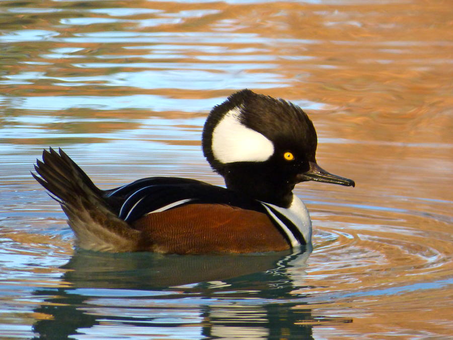 Hooded Merganser Duck Photograph by Jean Wright