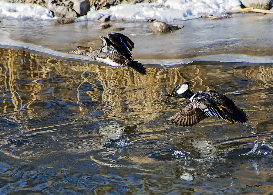 Hooded Merganser Ducks In Flight Photograph by Stephen Johnson