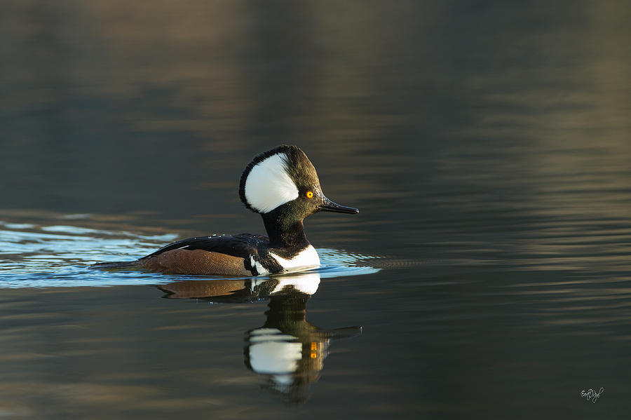 Duck Photograph - Hooded Merganser in spring by Everet Regal