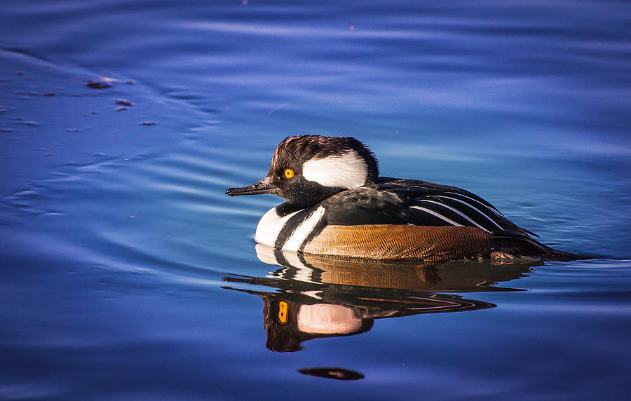 Hooded Merganser Photograph by Janis Knight