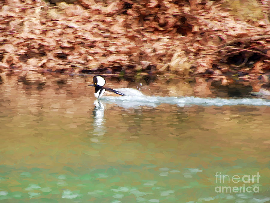 Duck Photograph - Hooded Merganser - Making Waves by Kerri Farley
