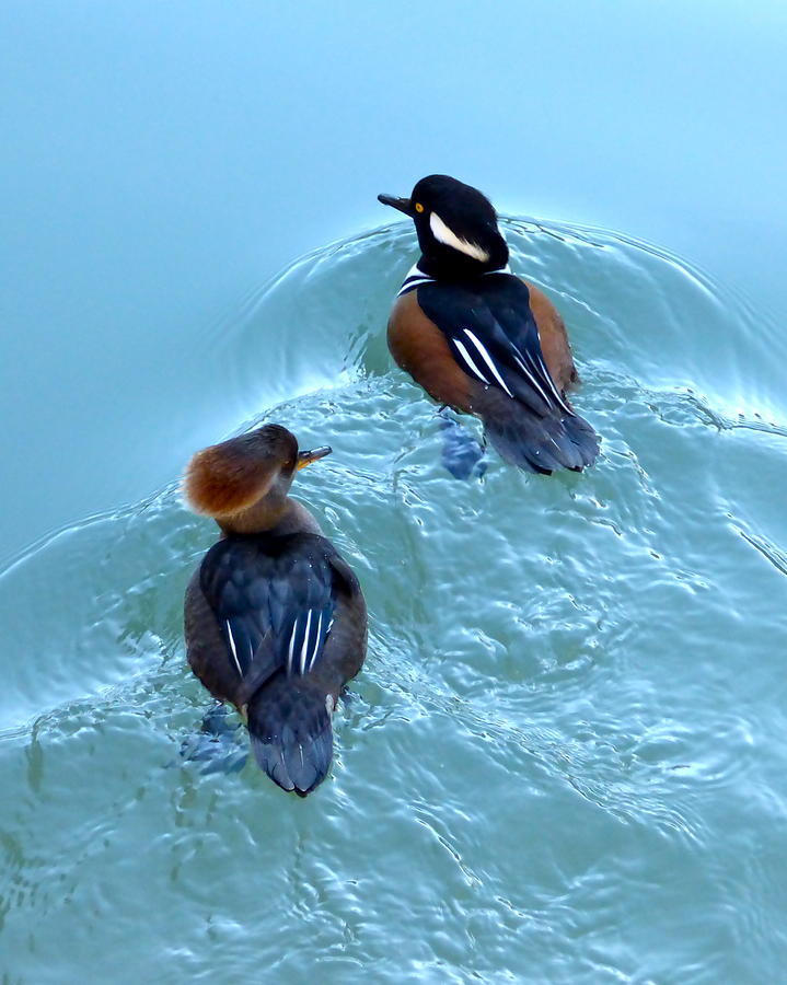 Hooded Merganser Pair Photograph by Jean Wright