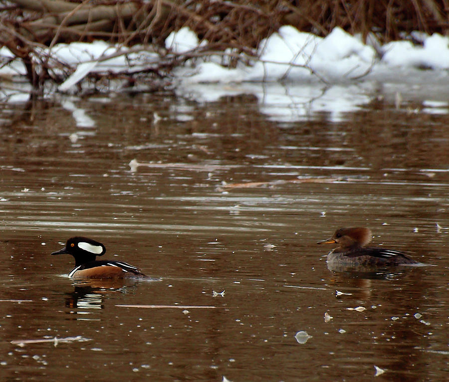 Hooded Merganser Pair Photograph by Thomas Young