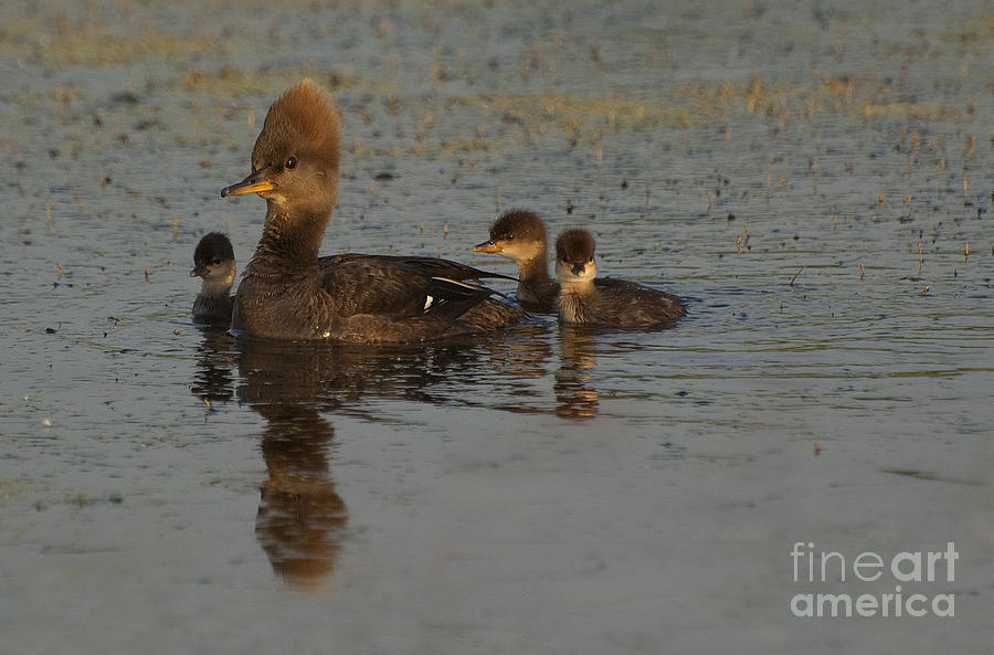 Hooded Merganser with Her Chicks Photograph by Joan Wallner