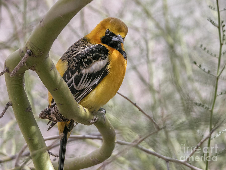 Hooded Oriole 6 Photograph by Al Andersen