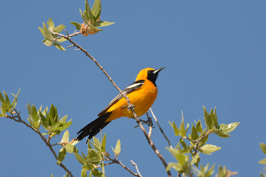 Hooded Oriole Photograph by Alan Lenk