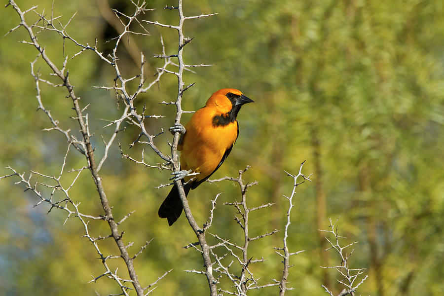 Hooded Oriole (icterus Cuculatus Photograph by Larry Ditto - Fine Art ...