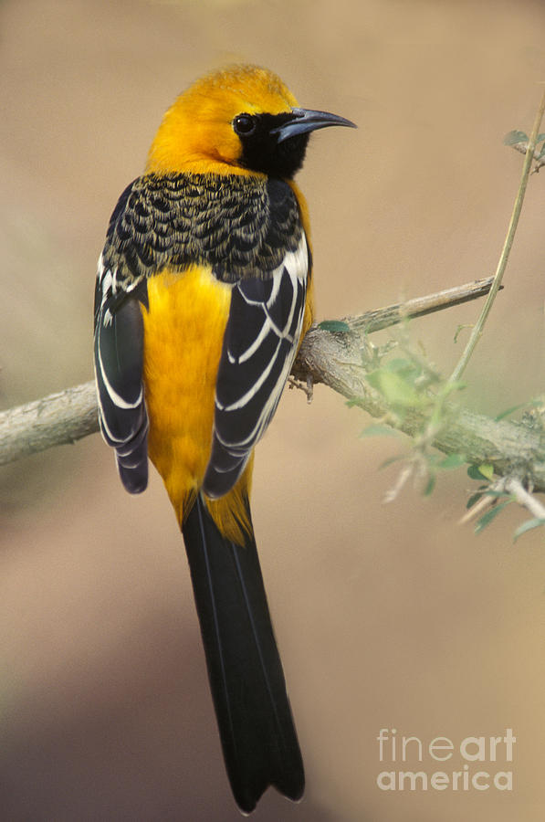 Hooded Oriole Icterus Cucullatus Photograph by Ron Sanford