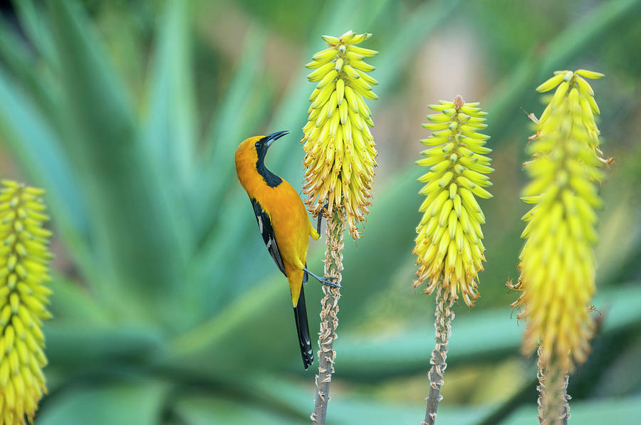 Hooded Oriole Male Feeding On A Flower Photograph by Gerard Soury